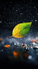   Green leaf drifting on water, droplets nearby
