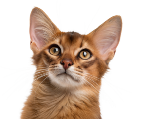 Adult Somali cat portrait, isolated on white background. Head shot of Somali cat on white background