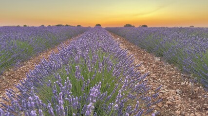 Lavender fields