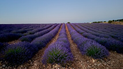 Lavender fields