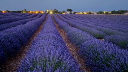 Lavender fields