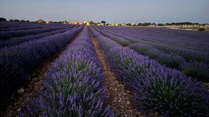 Lavender fields