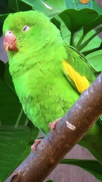 Cute green and yellow parakeet. Brotogeris chiriri. Natural habitat. Vertical video