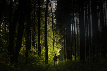 Man small silhouette in the big dark green spruce forest. Photo 19 September 2020 year.