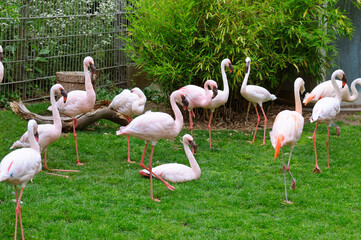 A flock of pink flamingos in the park