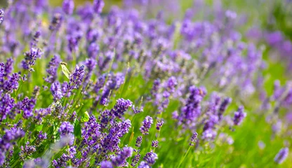 Fotobehang Purper Spring lavender flowers under sunlight. Lilac flowers close up. Beautiful landscape of nature with a panoramic view. Hi spring. long banner  © Vera