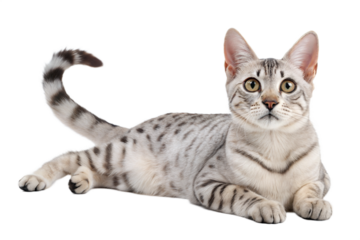 Lying Australian Mist Cat with Beautiful Coat Pattern looking at camera, Isolated on White Background