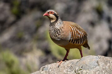 Neugieriges Rothuhn auf Madeira