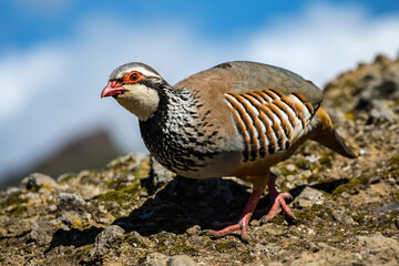 Neugieriges Rothuhn auf Madeira