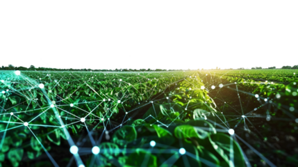 Advanced AI Farming Technology Amidst Growing Green Crops