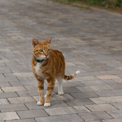 Fototapeta premium Caring for cats that live on the street