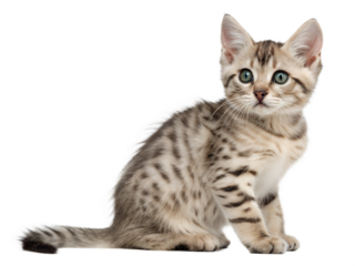 Australian mist kitten isolated on white. Australian mist kitten sitting in front of white background