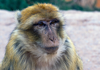 A monkey with a brown face and a brown and white coat.