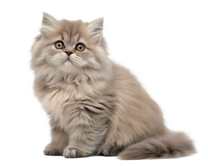 Persian kitten isolated on white. Persian kitten sitting in front of white background