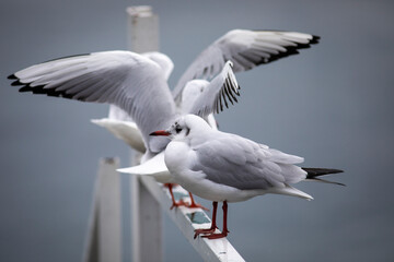 Seagulls on a pontoon