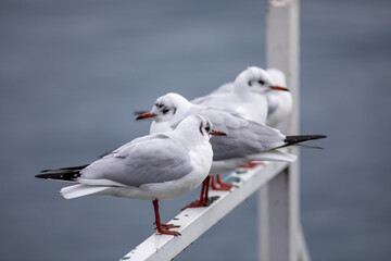 Seagull on a pontoon