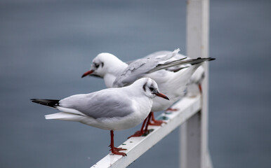 Seagulls on a pontoon