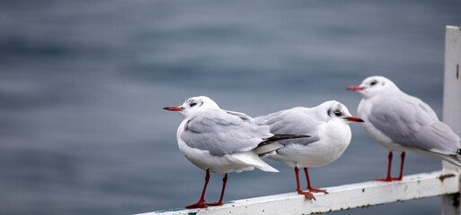 Seagulls on a pontoon