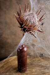 still life with large protea flower, cobweb and spiders in dark tones on the eve of Halloween,...