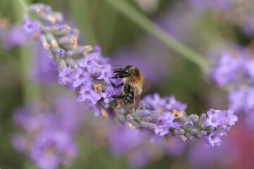 Bourdon des champs --- Bourdon roux (Bombus pascuorum)
Bombus pascuorum on an unidentified flower or plant
