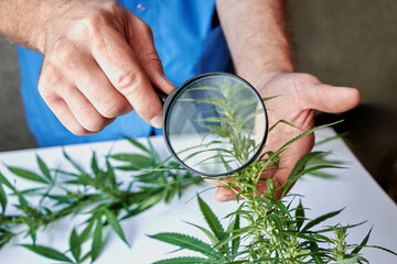 hands of a male medic studying the properties of cannabis for medical use, identifying beneficial properties, cannabis for drugs