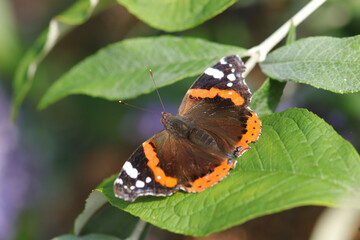 Vulcain (Vanessa atalanta)
Vanessa atalanta on an unidentified flower or plant
