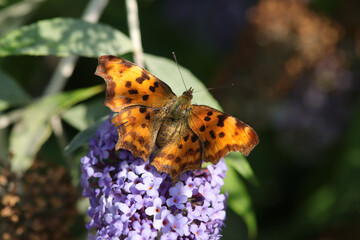 Robert-le-diable (Polygonia c-album)
Polygonia c-album on an unidentified flower or plant
