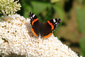 Vulcain (Vanessa atalanta)
Vanessa atalanta on an unidentified flower or plant
