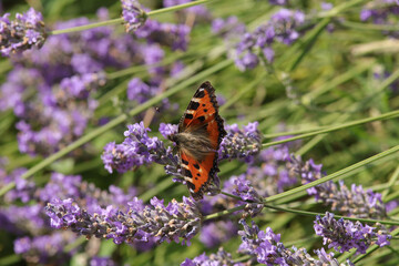 Petite Tortue (Aglais urticae)
Aglais urticae on an unidentified flower or plant
