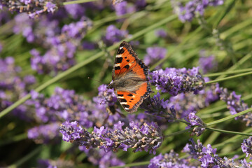Petite Tortue (Aglais urticae)
Aglais urticae on an unidentified flower or plant
