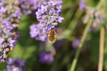Bombyle (Bombylius major)
Bombylius major in its natural element
