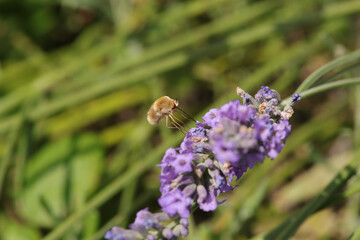 Bombyle (Bombylius major)
Bombylius major in its natural element
