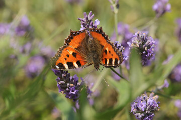 Petite Tortue (Aglais urticae)
Aglais urticae on an unidentified flower or plant
