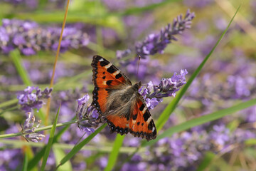 Petite Tortue (Aglais urticae)
Aglais urticae on an unidentified flower or plant
