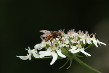 Ectophasia crassipennis
Ectophasia crassipennis in its natural element
