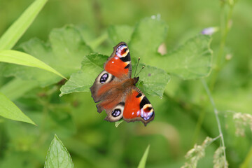 Paon du jour (Aglais io)
Aglais io on an unidentified flower or plant
