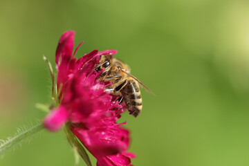 Abeille domestique --- Abeille mellifère (Apis mellifera)
Apis mellifera on an unidentified flower or plant

