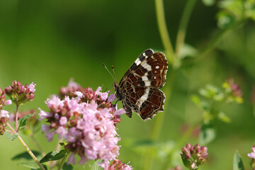 Carte géographique (Araschnia levana)
Araschnia levana in its natural element
