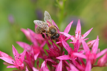 Abeille domestique --- Abeille mellifère (Apis mellifera)
Apis mellifera on an unidentified flower or plant
