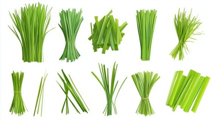 bundle green colour professional graphic design element 2d isolated with white background