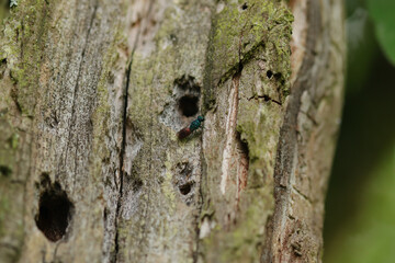 Guêpe-Coucou (Chrysis ignita)
Chrysis ignita in its natural element
