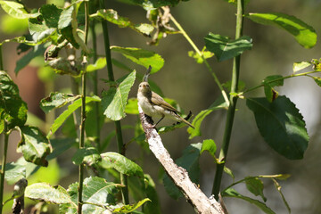 Pouillot v&eacute;loce (Phylloscopus collybita)
Phylloscopus collybita in its natural element
