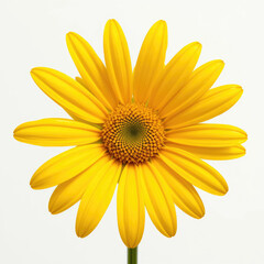 yellow daisy flower