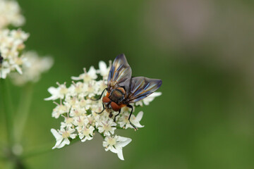 Phasia hemiptera
Phasia hemiptera on an unidentified flower or plant
