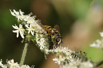 Eristale des Fleurs (Myathropa florea)
Myathropa florea on an unidentified flower or plant
