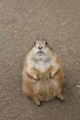 見上げるカメラ目線のプレーリードッグ