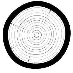 Realistic Detailed Wood Grain Circle Texture Vector Illustration