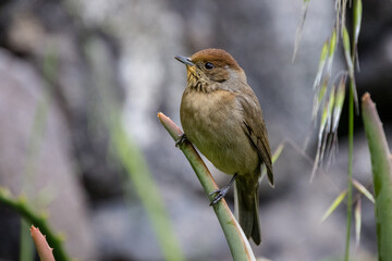 Fototapeta premium Mönchsgrasmücke Vogel sitzt auf einem Stiel 