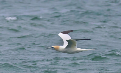 Gull Skimming the Ocean's Surface for Prey at Chatham, Cape Cod