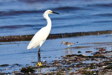 Egret at the Water's Edge at Chatham, Cape Cod